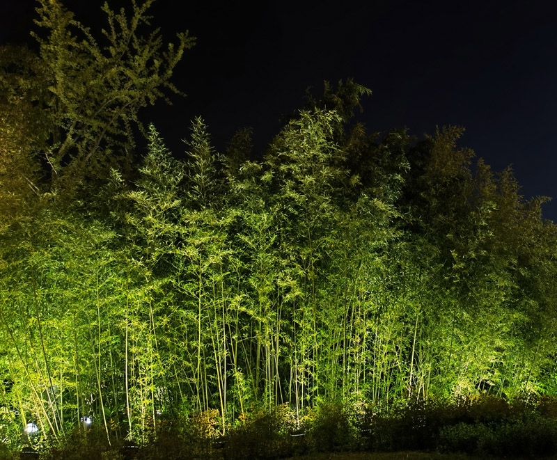 竹林亮化